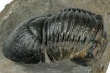 Large Paralejurus Trilobite Fossil - Atchana, Morocco #311250-2